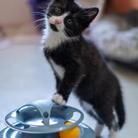 Idir, Ilary, Iba, Kater zur Adoption