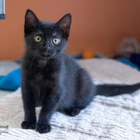 Effie,Elimar, Edona, Elin, Katze zur Adoption