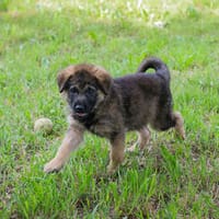 ONYX  Kleine Welpenmaus sucht ihre Familie, Hündin zur Adoption