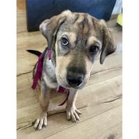 Yona - wartet in 91054 Erlangen, Hündin zur Adoption