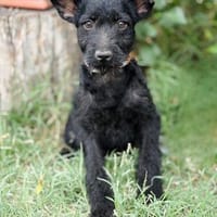 Itala -Zuckersüßes Hundemädchen sucht ihre Menschen!, Hündin zur Adoption
