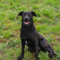 Chica  freundliche Junghündin auf der Suche nach ihrem Zuha, Hündin zur Adoption