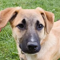 HAGRID-hübscher,aufgeweckter Welpen-Rüde, Hund zur Adoption