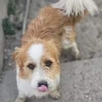 Ricky sucht seine Menschen, Hund zur Adoption