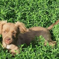 Baila 2-3: Monate, Hündin zur Adoption