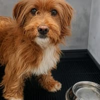Yakko in Kolbermoor, Hund zur Adoption
