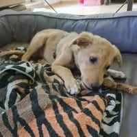 Ezra auf PS in München, Hündin zur Adoption