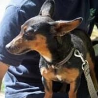 Kleine sanfte Marlenka, Hündin zur Adoption