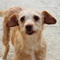 Ines sucht ein Zuhause, Hündin zur Adoption