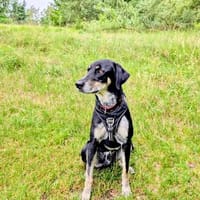 Randal-agil und verspielt, Hund zur Adoption