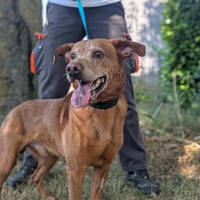 Caramel, chien à adopter