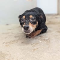 Nina, chienne à adopter