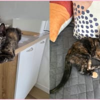 LANGOUSTINE, chatte à adopter