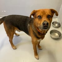 MASCOTTE PAA24265, chien à adopter