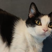 Romy, chatte à adopter