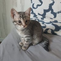 MIEL, chatte à adopter