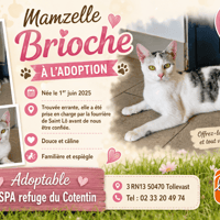 BRIOCHE, chatte à adopter