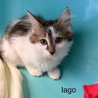 IAGO, chatte à adopter