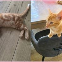 Bigorneau, chat à adopter