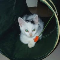 bob, chat à adopter