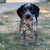 Billie CAA15590, chienne à adopter