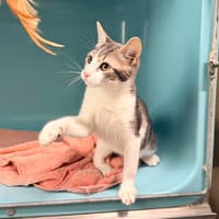 PAULETTE, chatte à adopter