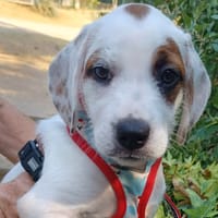 Angèle (chiot), chienne à adopter