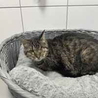 OBELIX, chat à adopter