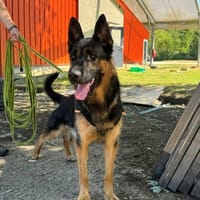 BRIDOU OAA20070, chien à adopter