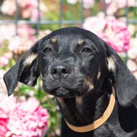 Baya, chienne à adopter