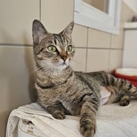 CLOCHETTE, chatte à adopter