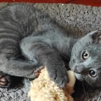 MIKE C, chat à adopter