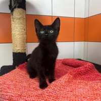 Dellinger, chat à adopter