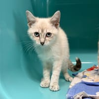 OLYMPE, chatte à adopter