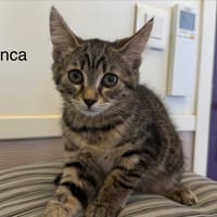 INCA, chatte à adopter