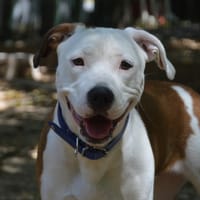 NALA CHAO, chienne à adopter