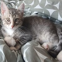 BOUNTY, chat à adopter