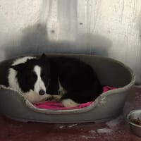 LUCKY, chien à adopter