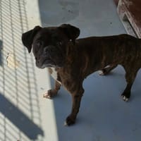 Stan Kanuk, chien à adopter