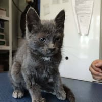 BOREALE, chatte à adopter