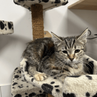 BOURBONE, chatte à adopter