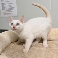 KHEOPS, chat à adopter
