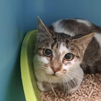 AYRO, chat à adopter
