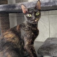 POUPETTE, chatte à adopter