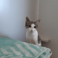 CELESTE, chatte à adopter