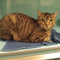 ACE PAB28888, chat à adopter
