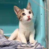 CERSEI, chatte à adopter