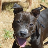KENZY CHAO, chienne à adopter