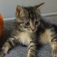 FLOKI PAB28963, chat à adopter