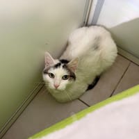 MINOUCHE, chat à adopter